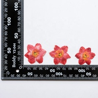 Vente en gros de matériel de bricolage jonquille séchée fleur pressée pour étui de téléphone Nail Art bijoux carte postale cadre photo décoration bougie