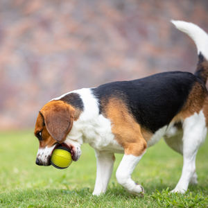 All'ingrosso resistente tela TPR resistente ai morsi giocattoli da masticare interattivo rimbalzante palla per cani per addestramento e gioco galleggiante giocattolo per cani - Product Image 6