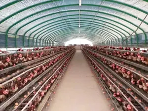 Tuyaux en acier galvanisé Tunnel d'élevage Serre <span class=keywords><strong>Film</strong></span> d'élevage Serre pour volailles Bovins Ovins Poulets Serre - Product Image 2