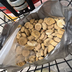 Nouveautés Cristaux Coquillages de guérison Spécimen brut Ammonites fossiles naturelles Pierre brute pour la décoration - Product Image 6