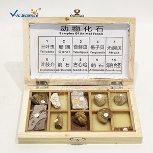 Ensemble de spécimens fossiles animaux, modèle anatomique en PVC pour l'enseignement des sciences médicales - Product Image 5