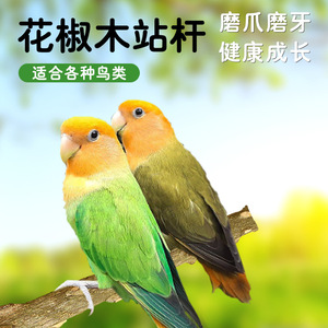Perchoir rond en bois Crown Asia pour oiseaux, durable, pour perroquets, mynas, thrushes, aiguiseur de bec et de griffes - Product Image 4