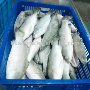 <span class=keywords><strong>Barramundi</strong></span> สดแช่แข็งลดราคา - Product Image 5