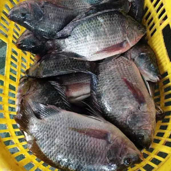 Ikan Tilapia Grosir Ikan beku hitam Tilapia bulat bulat Nile Tilapia kualitas baik segar hidup beku