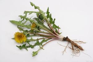 Hot Selling Organic 5% <strong>Dandelion</strong> Root Extract Powder Flavonoids Herb <strong>Dandelion</strong> Flavone <strong>Dandelion</strong> Extract - Product Image 2