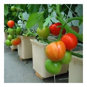 Système <span class=keywords><strong>de</strong></span> culture hydroponique en seaux Bato pour <span class=keywords><strong>tomates</strong></span> et poivrons, seaux hollandais à vendre - Product Image 4