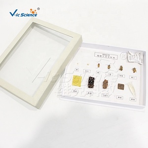 Spécimen de l'<span class=keywords><strong>histoire</strong></span> de vie des abeilles - Product Image 3