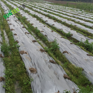 Film de paillage agricole robuste <span class=keywords><strong>en</strong></span> plastique HDPE noir et <span class=keywords><strong>argent</strong></span>é pour le contrôle des mauvaises herbes, idéal pour les légumes et les vergers - Product Image 5