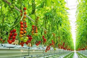Goedkope glazen kas voor de landbouw met hydroponisch kweeksysteem voor de teelt van aardbeien/tomaten/sla/komkommers - Product Image 4