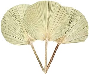 Gros Offre Spéciale Artificielle Naturel Séchés Transformés Feuilles De <span class=keywords><strong>Palmier</strong></span> <span class=keywords><strong>Sèche</strong></span> Ventilateur <span class=keywords><strong>Feuille</strong></span> Blanchis Pour De Mariage Arrangement floral Décoration - Product Image 1