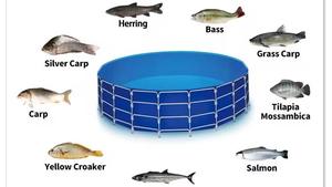 Aquariums ronds pliables en PVC SDM, 300 gallons, grand <span class=keywords><strong>aquarium</strong></span> en plastique, réservoir de pisciculture, <span class=keywords><strong>aquarium</strong></span> - Product Image 2