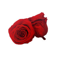 Groothandel 5-6 Cm Echte Natuurlijke Eeuwige Altijd Onsterfelijke Bewaard Bloem Rozen Hoofd