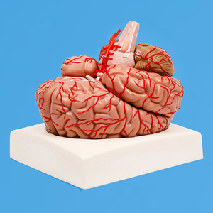 Chinon Y Tế công cụ giảng dạy não Mô hình giải phẫu với động mạch não dây thần kinh màu sắc (9 phần) tiên tiến PVC 17x15x15cm BIX-A1049 - Product Image 3