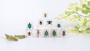 حيوان حقيقي راتنج حشرات ثقل الورق صناعة يدوية خنفساء عينة ألعاب تعليمية للأطفال استكشاف - Product Image 2