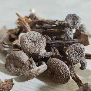 Lu rong gu hot-bán khối mô hình nguyên liệu gia vị khô Pilose ANTLER Nấm Vàng hàu nấm để bán - Product Image 3