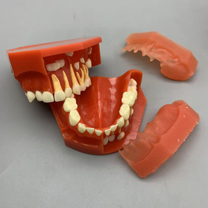 3-6 años de edad, dientes permanentes deciduos, modelo alternativo, desarrollo dental, modelo anatómico médico - Product Image 1