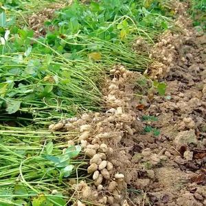 Mini cacahuete montado en tractor/máquina de cosecha de maní herramienta agraria eficiente - Product Image 6