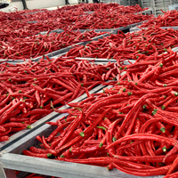 Machine de séchage de piments à faible consommation pour la déshydratation des piments rouges et des poivrons verts, sécheuse à bande à pompe à chaleur écoénergétique