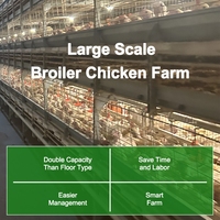 Cage à poulets de chair de type H à 4 niveaux, résistante à la corrosion, avec système de chauffage et d'éclairage automatiques, pour projet clé en main