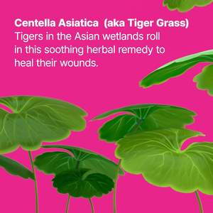 Sérum teinté <span class=keywords><strong>Cicapair</strong></span> <span class=keywords><strong>Tiger</strong></span> <span class=keywords><strong>Grass</strong></span> Camo Drops SPF 35 avec Centella Asiatica |   Teinture pour la peau |   Hybride de soins de la peau et de maquillage coréen - Product Image 5