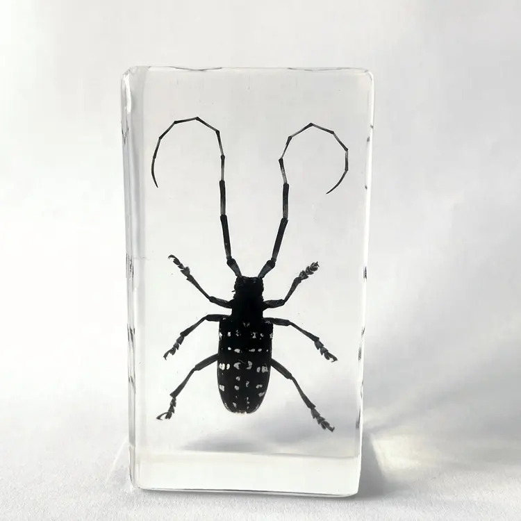 Getrocknete Insekten probe Clear Crystal Souvenir Geschenke Langhorn Käfer Brief besch werer für Display