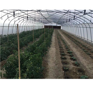 Faible coût économique de la tomate Tunnel <span class=keywords><strong>Film</strong></span> <span class=keywords><strong>plastique</strong></span> <span class=keywords><strong>Serre</strong></span> pour légumes - Product Image 5
