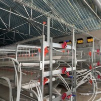 Système de cages à poulets de chair de type H, alimentation et abreuvement automatiques, élimination des excréments pour les grandes fermes avicoles