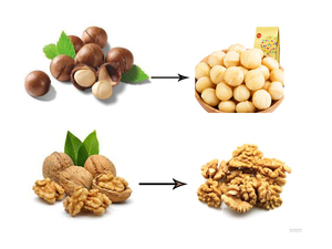 เครื่องคัดแยกสีเมล็ดแมคคาเดเมีย เครื่องเปิดเมล็ดแมคคาเดเมีย - Product Image 4