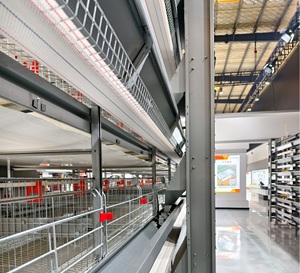 Système de cages à <span class=keywords><strong>poules</strong></span> pondeuses haut de gamme avec alimentation et abreuvement automatiques, collecte d'œufs et solutions de système d'évacuation automatique du fumier - Product Image 5