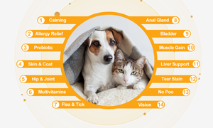 Private Label Pet Probiotics behandelt No Poo Chews Verdauungs unterstützung Immun darm Gesundheit Katzen Hunde ergänzung mit Enzymen Kürbis - Product Image 5