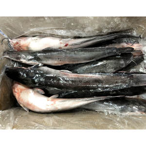 Bagre Vivo Congelado Fresco al por Mayor, <span class=keywords><strong>Precio</strong></span> de Exportación de Bagre Negro Entero Redondo - Product Image 5