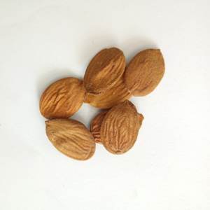 Keril de semente seca natural de alta qualidade, nova seca - Product Image 4