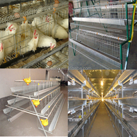 Cage automatique galvanisée pour poules pondeuses 5000 Type A Batterie de ponte d'œufs de reproduction à 4 niveaux Système d'élevage de volaille Poulailler