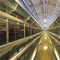 Système de cages à poules automatiques de type H, équipement avicole galvanisé à chaud pour les élevages commerciaux de poules pondeuses