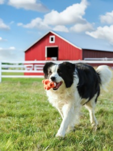 Jouet en peluche en latex pour <span class=keywords><strong>chien</strong></span>, cochon bouclé, activé par la pression, couineur, résistant aux morsures, jouet à mâcher pour le nettoyage des dents, usage quotidien - Product Image 2