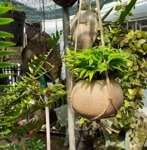 POT Bunga Tempurung Kelapa dan Penanam Sukulen untuk Kebun/POT Tanaman Gantung dari VIETNAM dengan Harga Murah