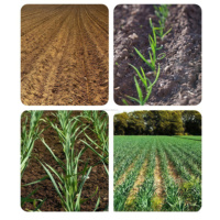 Haute efficacité tracteur agricole monté ail graine perceuse planteur Machine Agriculture planteur équipement noyau moteur engrenage composants