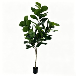 190cm Tall Fiddle-leaf fig – Eco-Friendly Plant for Wedding & Event Decoration - Product Image 1