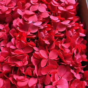 Decoración para el Hogar, Flor <span class=keywords><strong>de</strong></span> <span class=keywords><strong>Hortensia</strong></span> Preservada, 100g, Grado A, <span class=keywords><strong>Hortensia</strong></span> Atlantis, <span class=keywords><strong>Hortensia</strong></span> Preservada en Venta, Plantas <span class=keywords><strong>de</strong></span> Hortensias - Product Image 5