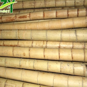 Pólo De Bambu Cru De Grande Diâmetro, pólos De Bambu Grande Uso De Construção De Alta Qualidade, polos De Bambu Moso De China Tamanho Feito Sob Medida - Product Image 4