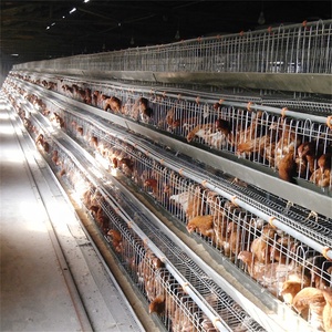 Cages à poulet double couche avec système de grattoir, grattoir de manucure pour élevage de volaille - Product Image 6