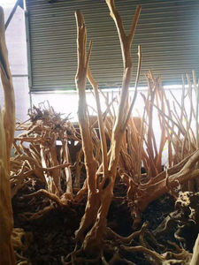 יערות גשם עץ שורשי קישוט להיסחף עץ עבור אקווריום דגי טנק קישוט - Product Image 6