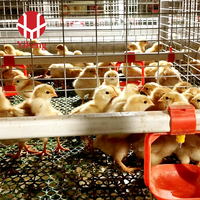 Cage à poussins de type A pour l'élevage commercial, alimentation automatique, équipement d'élevage pour ferme avicole, fournisseur pour projets de poulets