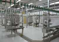 Abattoir automatique de volailles 500BPH Machine d'abattage de volailles halal pour ligne d'abattage