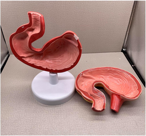 Modèle de dissection d'estomac de porc utilisé pour afficher la structure interne et pour la recherche vétérinaire CE/ISO - Product Image 4