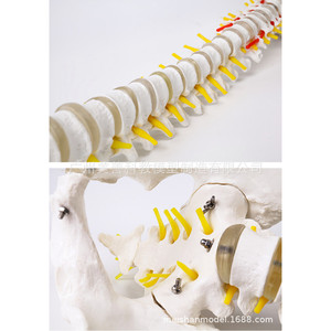 Modèle squelettique médical 1:1 pour l'exercice de la rééducation osseuse, modèle de structure squelettique de la colonne cervicale et lombaire - Product Image 2