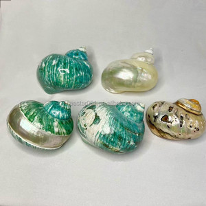 Hermit cua thay thế vỏ nguyên liệu tự nhiên Seashell Bộ sưu tập phong cách hải lý sò điệp cá trang trí cho cá cho bể - Product Image 6