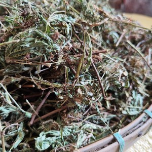Han xiu cao tanaman sensitif ramuan alami kering Mimosa pudica batang potongan daun untuk dijual