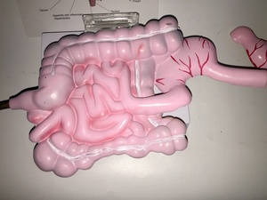 Sistema digestivo humano modelo anatómico intestino delgado modelo recto Duodenal <span class=keywords><strong>vísceras</strong></span> Gastrointestinal modelo anatómico - Product Image 4