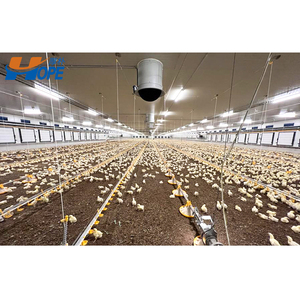 Gà tây gia cầm nhà/gà trang trại đổ - Product Image 2